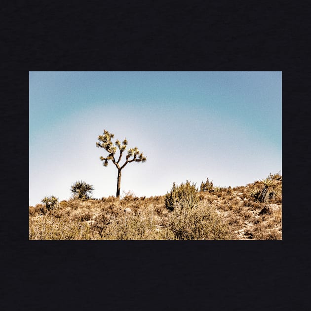 Joshua Tree National Park, California by Gestalt Imagery